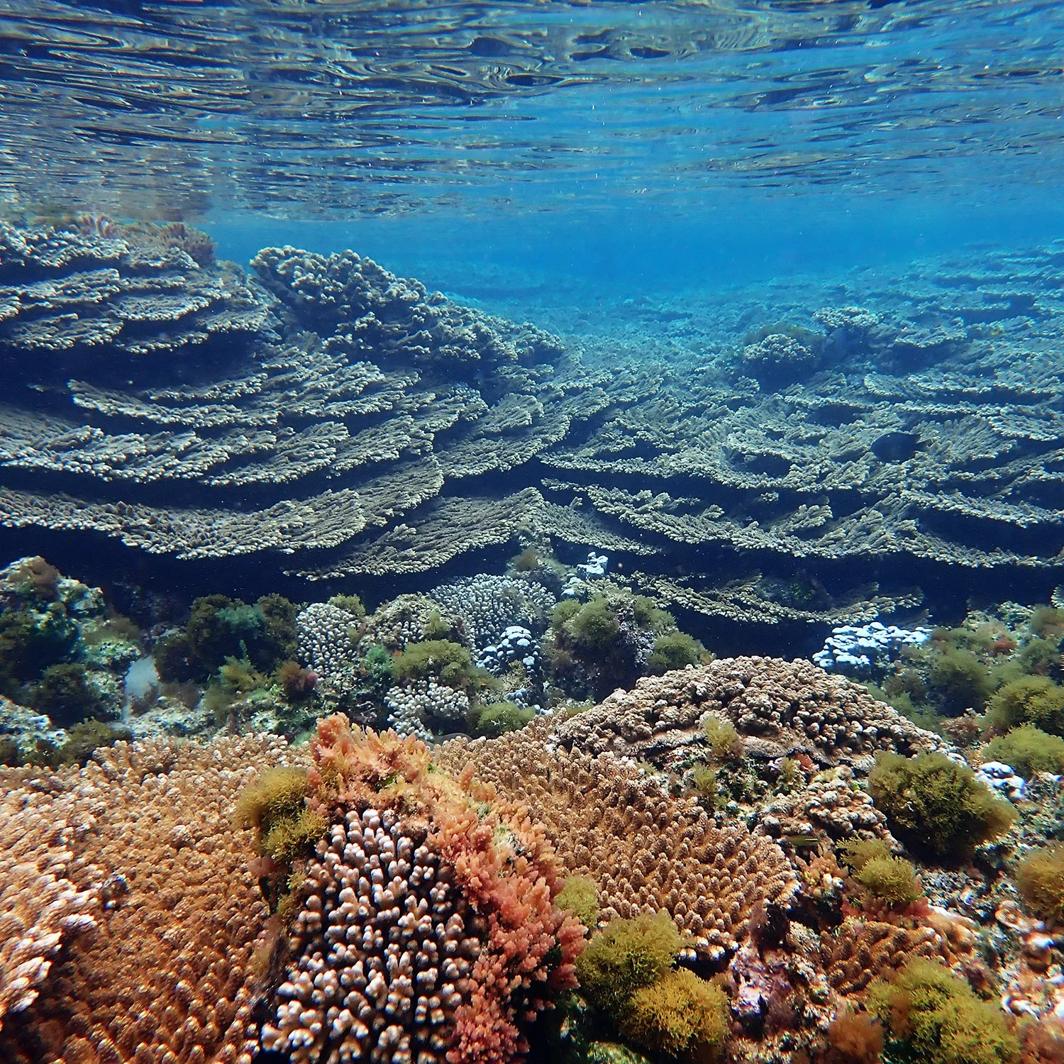 Norfolk Island's Coral